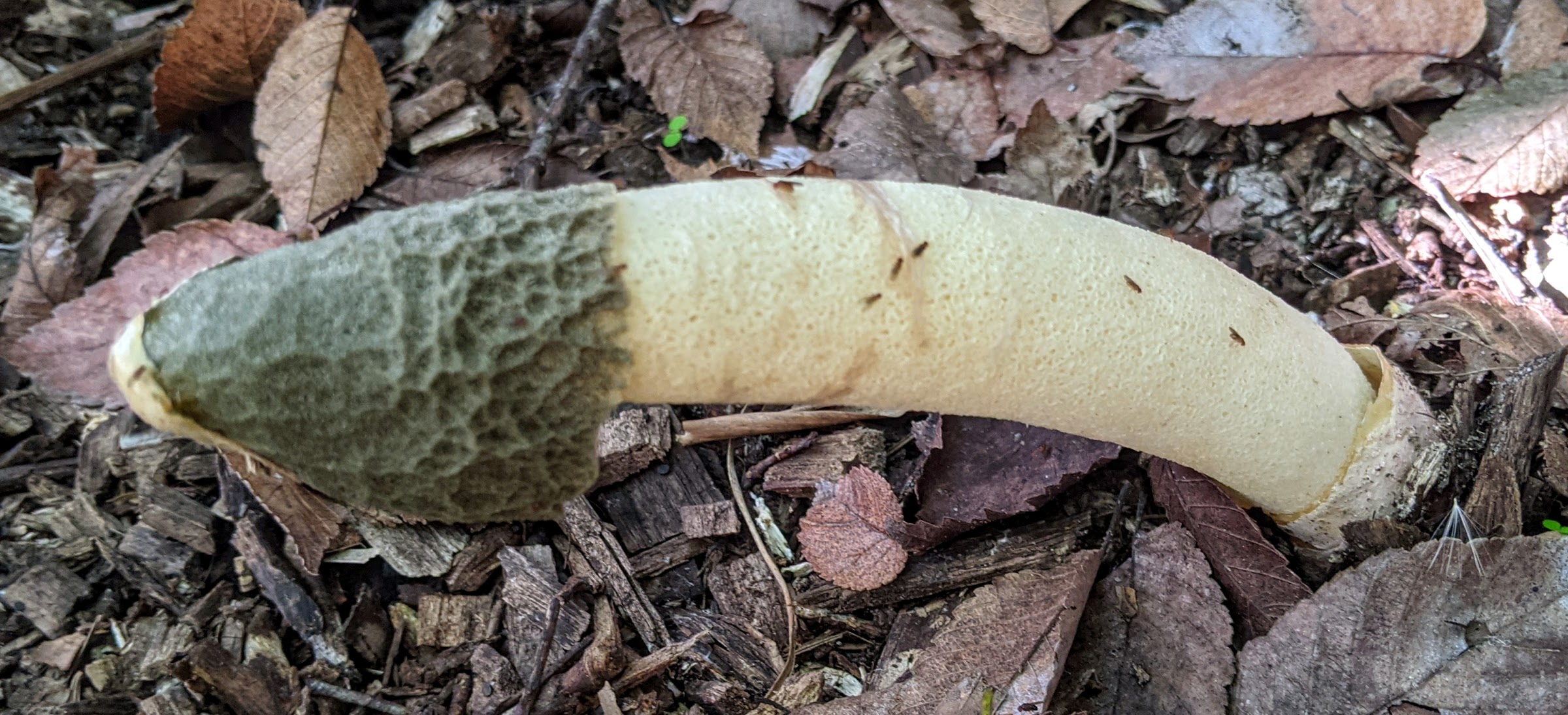 stinkhorn1