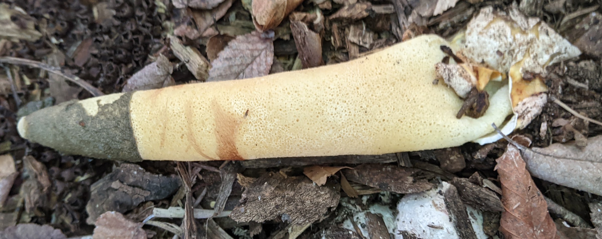 stinkhorn2